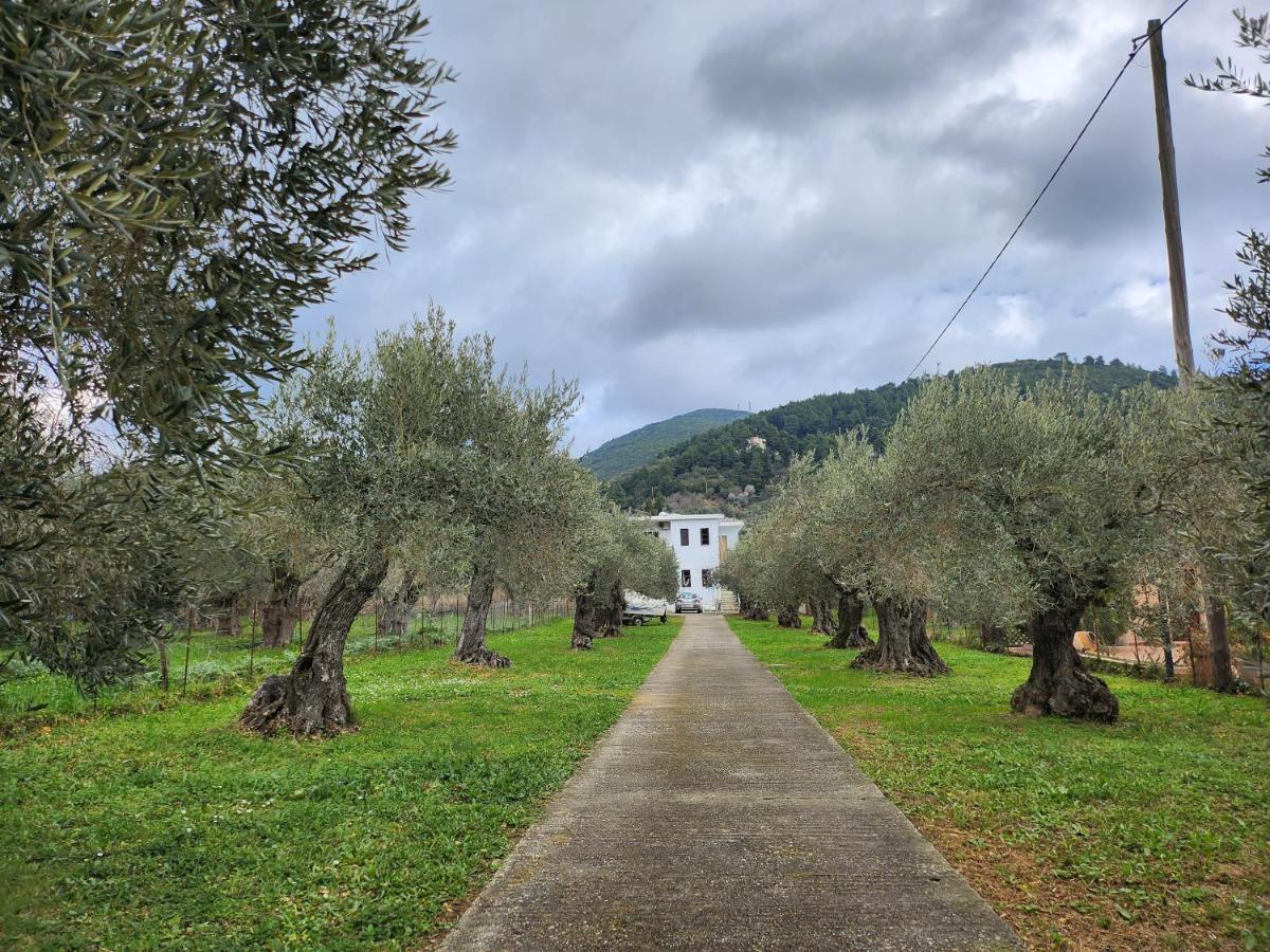 Skopelos Evergreen Apartment Stafylos